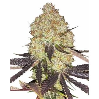 Biscotti Feminized 