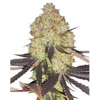 Biscotti Feminized 