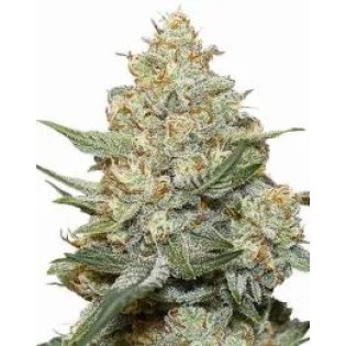 Moby Dick Autoflower Moby Dick Autoflower