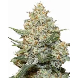Moby Dick Autoflower Moby Dick Autoflower
