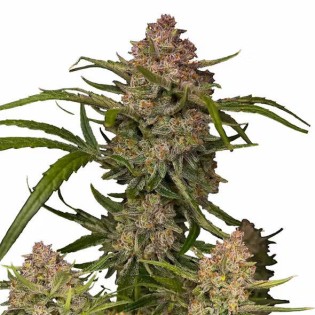 Guava Autoflower