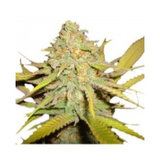 Ghost Og Kush Feminized Ghost Og Kush Feminized