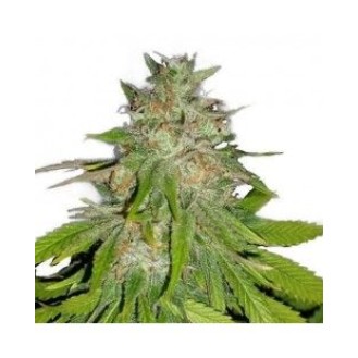 Hindu Kush Feminized Hindu Kush Feminized