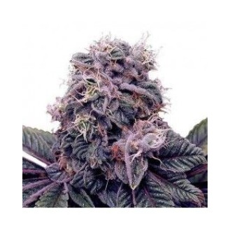 Grand Daddy Purple Feminized Grand Daddy Purple Feminized