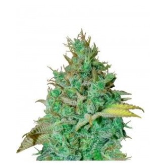 Green Crack Feminized Green Crack Feminized