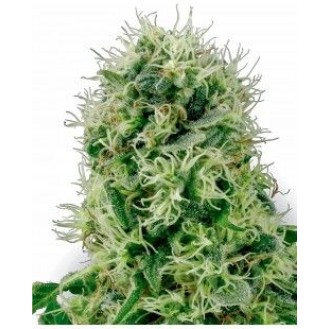 Harlequin CBD Feminized Harlequin CBD Feminized