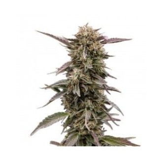 Juicy Fruit Feminized Juicy Fruit Feminized