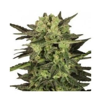 Khalifa OG Kush Feminized Khalifa OG Kush Feminized