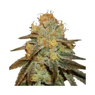 Larry Og Feminized Larry Og Feminized