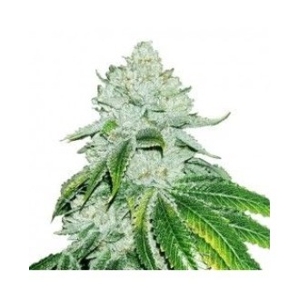 Lemon Skunk Feminized Lemon Skunk Feminized