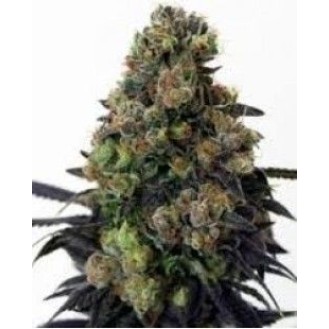 Maple Leaf Indica Feminized Maple Leaf Indica Feminized