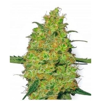 Master Kush Feminized Master Kush Feminized