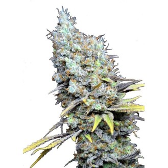 Silver Haze Feminized Silver Haze Feminized