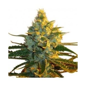 Super Lemon Haze Feminized Super Lemon Haze Feminized