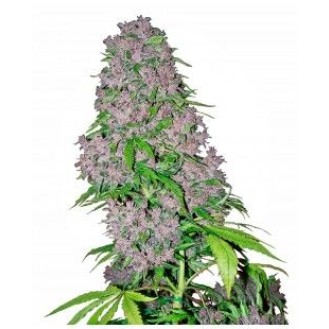 Purple Bud Feminized Purple Bud Feminized