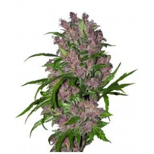 Purple Bud Autoflower