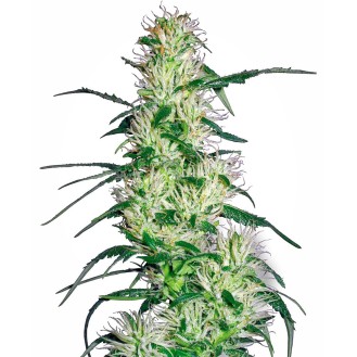 Purple Haze Feminized Purple Haze Feminized