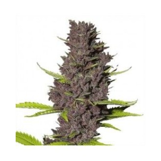 Shiva Skunk Feminized Shiva Skunk Feminized