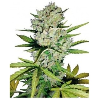 Skunk+ Feminized Skunk+ Feminized