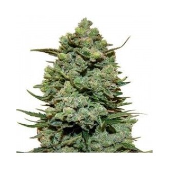Sour Diesel Feminized Sour Diesel Feminized
