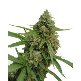 Sour Og Feminized Sour Og Feminized