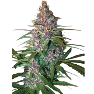 Sour Tangie Feminized Sour Tangie Feminized