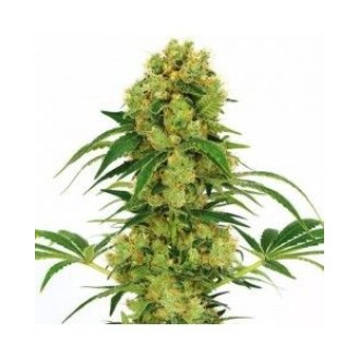 Strawberry Cough Feminized Strawberry Cough Feminized