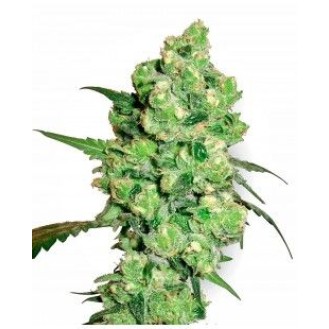 Super Skunk Feminized Super Skunk Feminized
