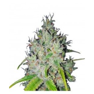 White Fire Og Feminized White Fire Og Feminized