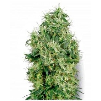White Gold Feminized White Gold Feminized