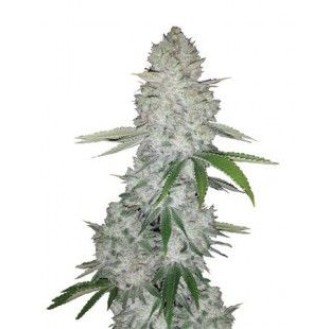 White Russian Feminized White Russian Feminized
