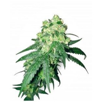 White Rhino Feminized White Rhino Feminized