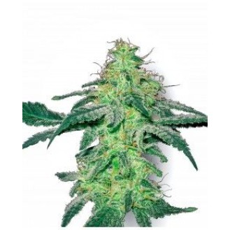 White Skunk Feminized White Skunk Feminized