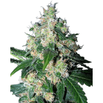 White Widow Feminized White Widow Feminized