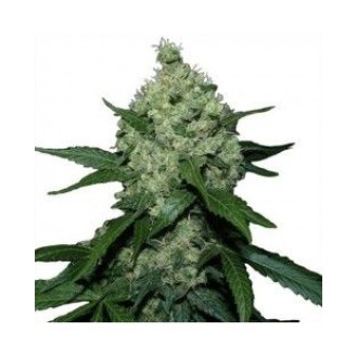 White Diesel Feminized White Diesel Feminized