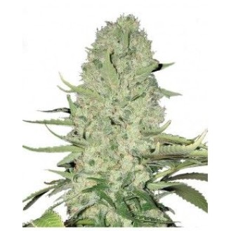 White Haze Feminized White Haze Feminized