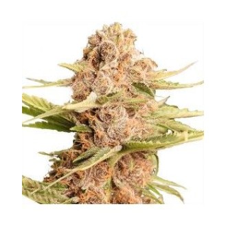 Zkittlez Feminized Zkittlez Feminized