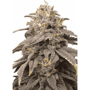 Cookies Auto F1