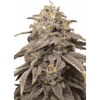 Cookies Auto F1